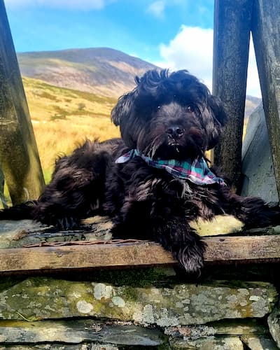 Black dog sitting on steps in Welsh Mountainside