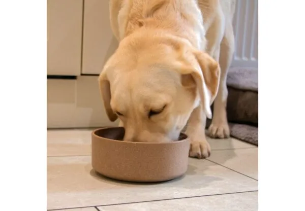 Hungry Paws Bamboo Feeding Bowl  650ml - Small - Image 2