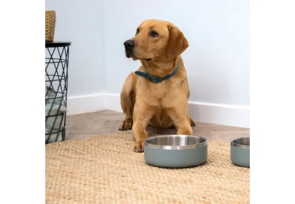 Hungry Paws Large Stainless Steel Bowl -  Sage Green - Image 2