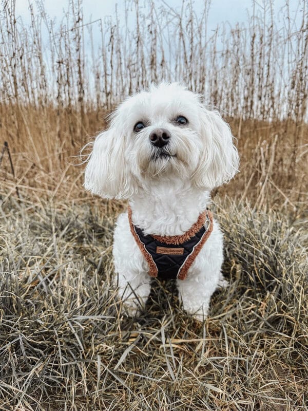 Puppy Boheme Quilted Teddy step-in harness - Image 3