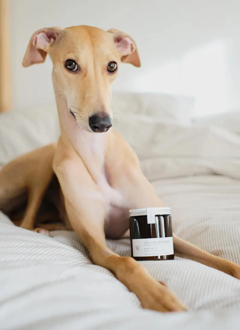 Wild for Dogs Sunshine Snoozes Pet-Friendly Candle