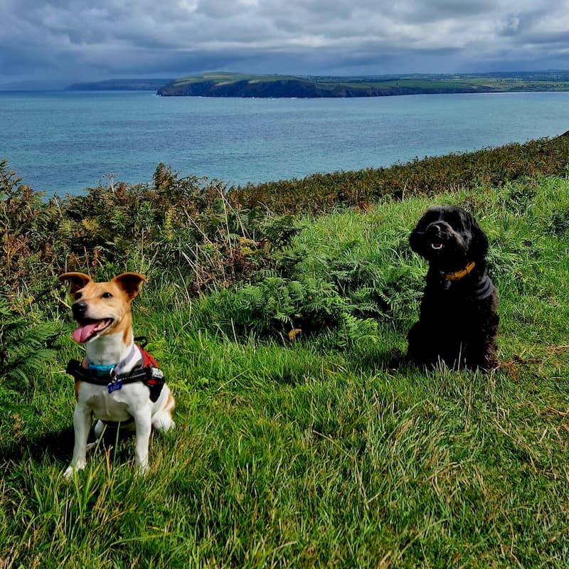 Two dogs sitting on clifftop