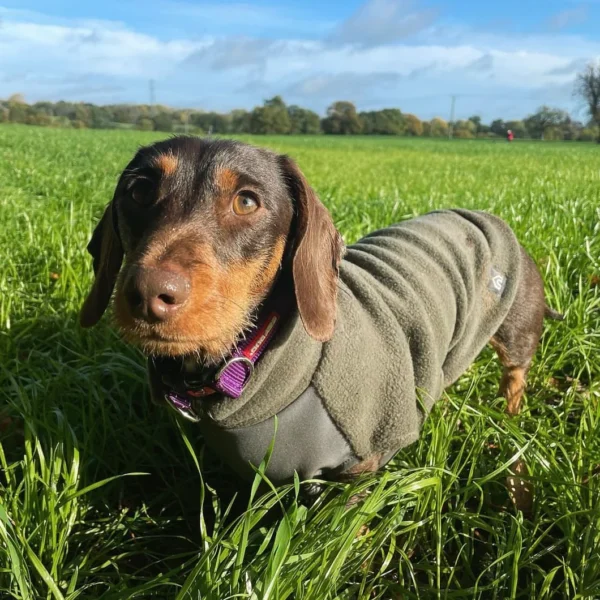 Doghouse Dachshund Fleece Jumper with Waterproof Belly Panel - Olive - Image 3